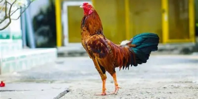 Đá Gà Mỹ 5MB – Trận Đấu Kịch Tính, Cá Cược An Toàn Và Uy Tín