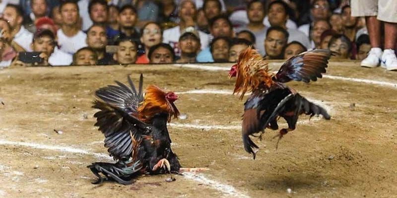 Đôi nét về chọi gà Thomo trực tiếp