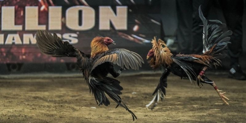 Luật chọi gà bằng cựa sắt