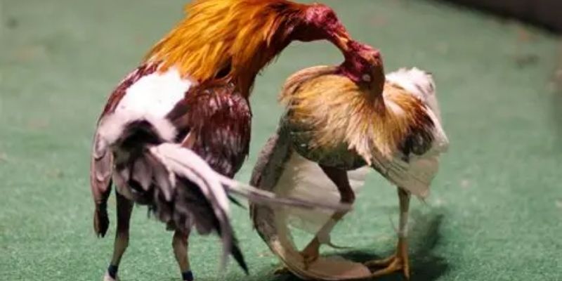Nhiều gà chiến khét tiếng