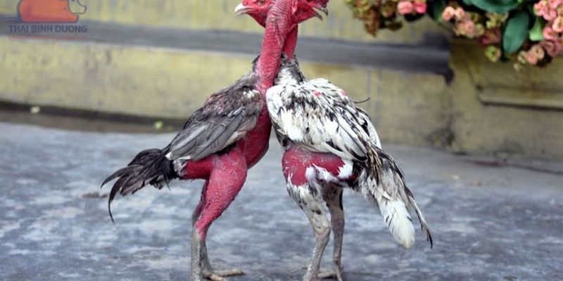 Sơ lược chọi gà bằng cựa sắt