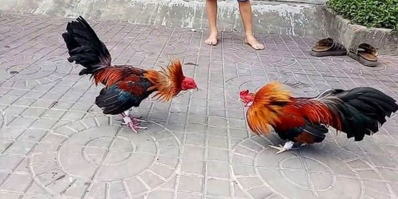 Top 3 cửa cược nên chọn